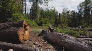 Why Choose Our Tree Removal Services in Evergreen, AL?